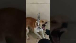 助けを呼んでいた保護犬...