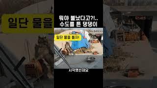 "뭐야 불났다고?.." 수도 튼 댕댕이의 놀라운 행동