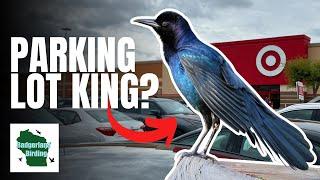 Grackle Mayhem: Birding Safari in a Target Parking Lot