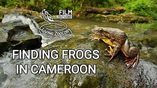 Finding Frogs in Cameroon (wildlife documentary by Living Zoology)