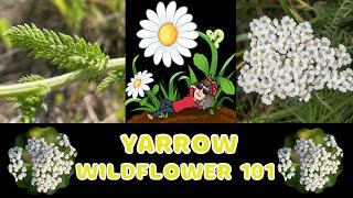 Yarrow - Achillea millefolium - Wildflower 101  Episode 40