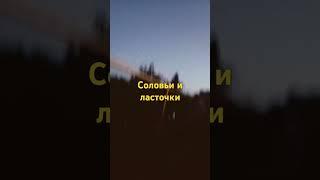 До рассвета начинают петь соловьи и ласточки