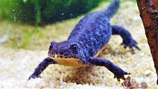 Alpine Newt Setup: a Tank for Aquatic Newts