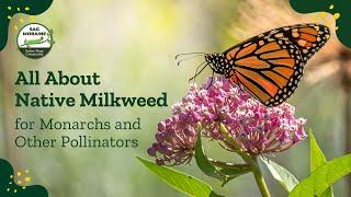 All About NATIVE MILKWEED for Monarchs and Other Pollinators