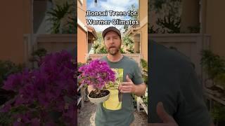 Bonsai for warm climates #bonsai #bonsaitree #howtobonsai #beginnerbonsai #bougainvilleabonsai