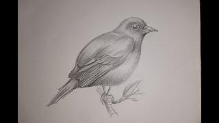 Bird Pencil Shading using Hatching Technique