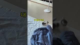 무서운 고양이 몽당이 
