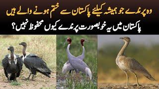 5 Endangered Species of Birds in Pakistan | Wildlife Documentary in Urdu - Hindi