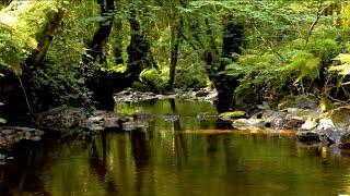 RELAXING BIRDSONG BY THE BEAUTIFUL FOREST STREAM, NATURE SOUNDS