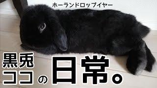 【黒うさぎ】ホーランドロップイヤー、ココちゃんの日常。