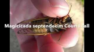 Magicicada septendecim Court I call Brood II 2013 Metuchen NJ   Audio Only