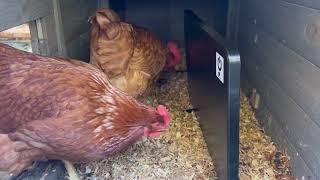 Chicken coop heater review.