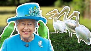 The Queen's Noisy Neighbours