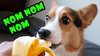 CORGI TRYING FRUIT FOR 1st Time is Very SATISFYING || Life After College: Ep. 571