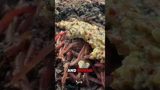 Should I add worms to my compost? #composting #worms #vermicomposting #gardening #compost #garden