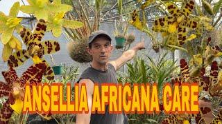 How to get your Ansellia Africana Orchid  to flower, care and tips