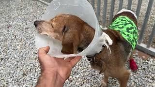 The Hunting Dog is Recovering from the Surgery. She is Over 11 Years for Sure! - Takis Shelter