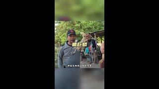 抓巨蟒 偷走狗的究竟是什麼生物#野生動物零距離 #解說版動物世界#內容啟發搜索