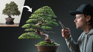 Restoring a Neglected Chinese Juniper Bonsai