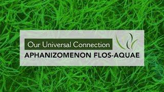 Our Universal Connection: Aphanizomenon flos-aquae