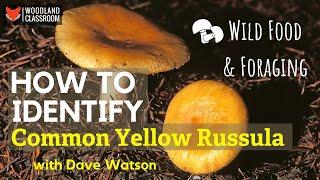 How To Identify Common Yellow Russula (Wild Food & Foraging)