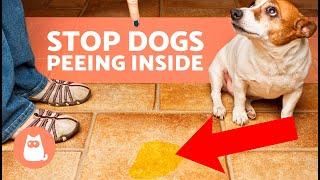 How to STOP Your DOG PEEING at HOME  (8 Tips)