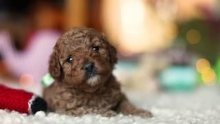 Cavoodle Puppy Ruby Red Cavapoo Girl 01 - 4 weeks old