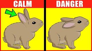 Rabbit Body Language Explained