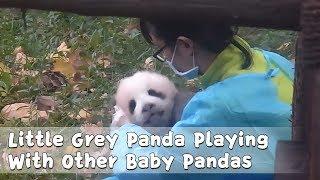 Little Grey Panda Playing With Other Baby Pandas | iPanda