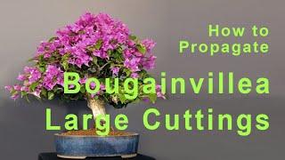 Bougainvillea Bonsai - How To Propagate Large Bougainvillea From Cuttings