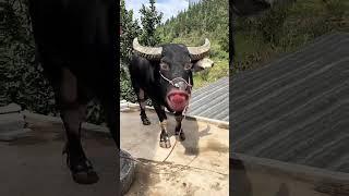 Buffalo must funny videos #ytviral #funny #funnybuffalo #comedy #buffalos #ytshorts #yt #pet#animals