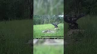 A wedge tailed eagle swoops down to attack a dingo pup.
