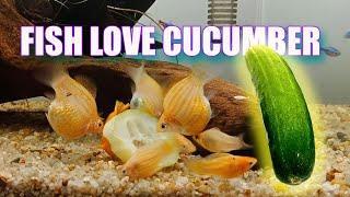 HOW to FEED CUCUMBER to molly fish