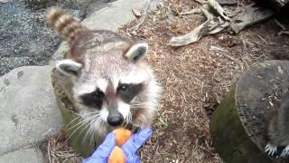 Raccoons having a snack at The Cleveland Museum of Natural History