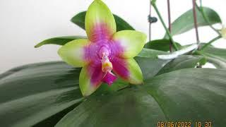 FRAGRANT: Phalaenopsis Chienlung Happy Queen : Growing inside the house!