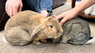 Stranger TRANSFORMS Rabbit!