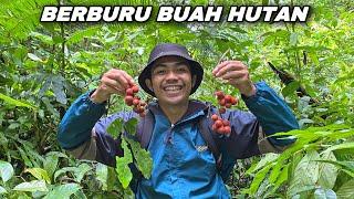 BEPETUALANG ke hutan Mencari buah-buahan langka dan liar