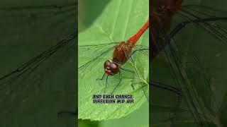 The Speedy Dragonfly: Nature’s Aerial Ace#facts #dragonfly #insectworld #shorts