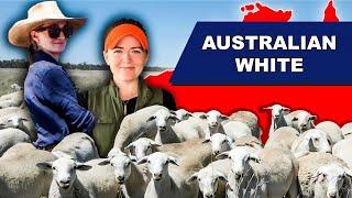 HOW TO DIRECT MARKET LAMB FOR PROFIT | AUSTRALIAN WHITE SHEEP Meat Sheep Farming BUSINESS Australia