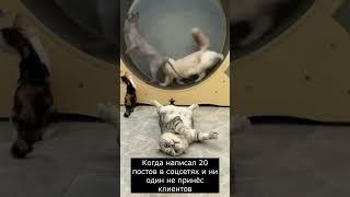 Когда написал 20 постов в соцсетях и ни один не принёс клиентов #shorts #short