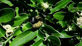 Mariposa Monarca