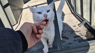 White cat bites my finger and asks me for food.