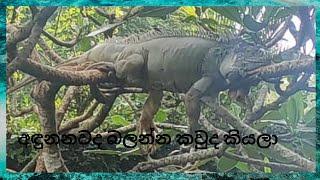 අඳුනනවද බලන්න කවුද කියලා