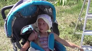 Дача в начале июля. Обрезка чубушника, сбор спаржевой фасоли и желтой черешни.