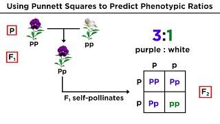 Mendelian Genetics and Punnett Squares