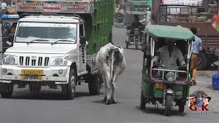 Cow rules the road, incredible Indian traffic!