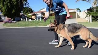 Fitbark 2.0 Review | Fitbit for the Dog | Tech Man Pat