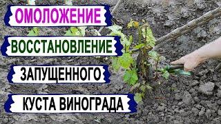  Безопасный СПОСОБ омолодить/восстановить ЗАПУЩЕННЫЙ/ВЫМЕРЗШИЙ КУСТ винограда. Сделай ЭТО сейчас.