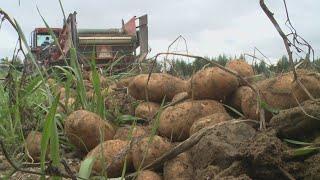 Harvest break allows students to help Aroostook County farms. But what does its future look like?