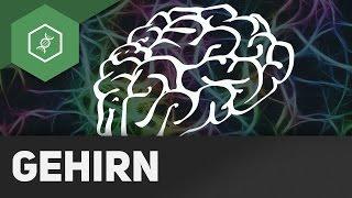 Das Gehirn - Zentrales Nervensystem (ZNS)